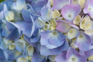 blue and pink hydrangeas - Borgen Systems